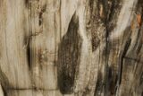 Polished, Petrified Wood (Metasequoia) Stand Up - Oregon #193748-2